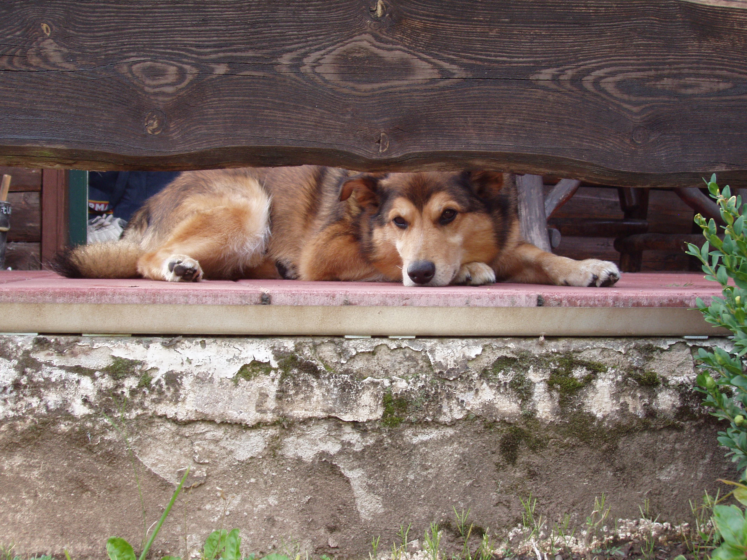 Whisky (Collie, Deutscher Schäferhund, Eurasier, Islandhund) Collie Deutscher Schäferhund Eurasier Islandhund 